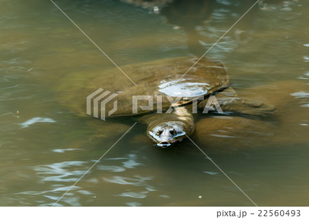 すっぽん　スッポン　亀　滋養強壮　鍋料理の素材 22560493