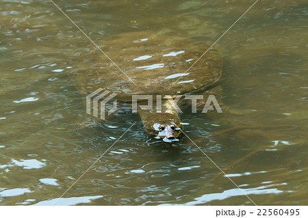 すっぽん　スッポン　亀　滋養強壮　鍋料理の素材 22560495
