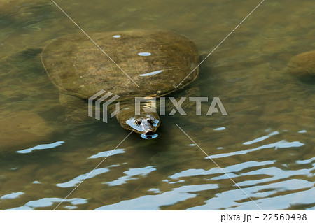 すっぽん　スッポン　亀　滋養強壮　鍋料理の素材 22560498