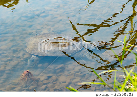 すっぽん　スッポン　亀　滋養強壮　鍋料理の素材 22560503