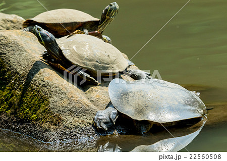 すっぽん　スッポン　亀　滋養強壮　鍋料理の素材 22560508