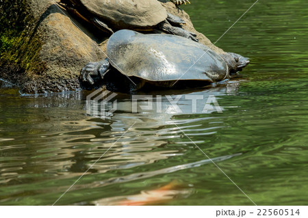 すっぽん　スッポン　亀　滋養強壮　鍋料理の素材 22560514