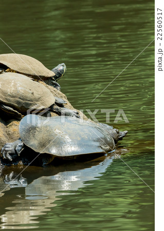 すっぽん スッポン 亀 滋養強壮 鍋料理の素材 すっぽん スッポン 亀 滋養強壮 鍋料理の素材 22560517