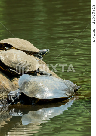 すっぽん　スッポン　亀　滋養強壮　鍋料理の素材 22560518