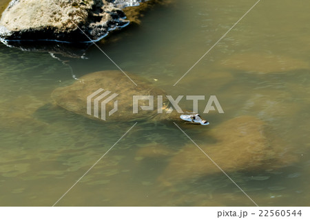 すっぽん　スッポン　亀　滋養強壮　鍋料理の素材 22560544