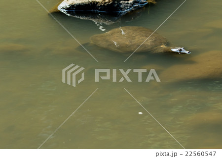 すっぽん スッポン 亀 滋養強壮 鍋料理の素材 すっぽん スッポン 亀 滋養強壮 鍋料理の素材 22560547
