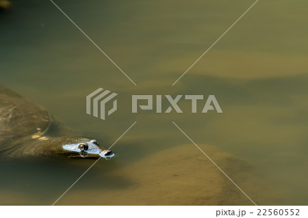 すっぽん　スッポン　亀　滋養強壮　鍋料理の素材 22560552