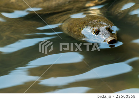 すっぽん　スッポン　亀　滋養強壮　鍋料理の素材 22560559