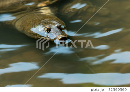 すっぽん　スッポン　亀　滋養強壮　鍋料理の素材 22560560