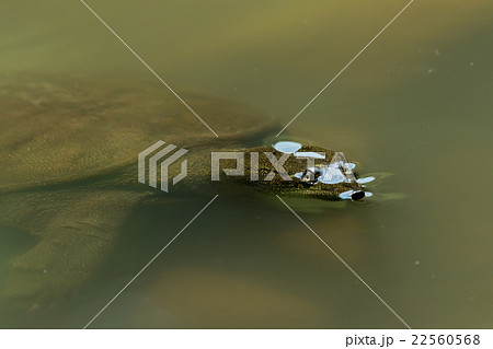 すっぽん　スッポン　亀　滋養強壮　鍋料理の素材 22560568