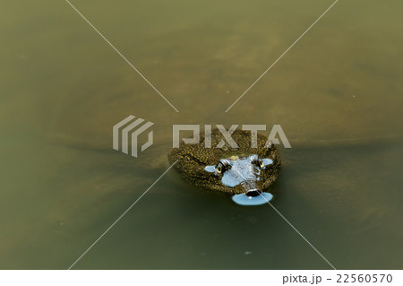 すっぽん　スッポン　亀　滋養強壮　鍋料理の素材 22560570