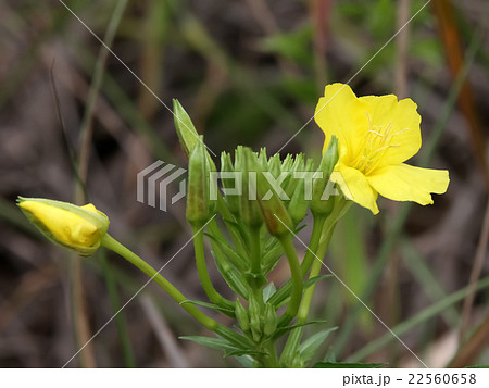 オオマツヨイグサ オオマツヨイグサ 22560658