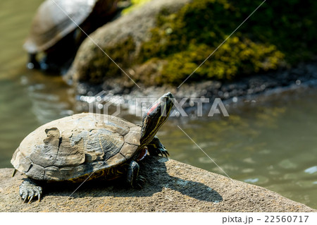 ミドリガメ　ミシシッピアカミミガメ 22560717