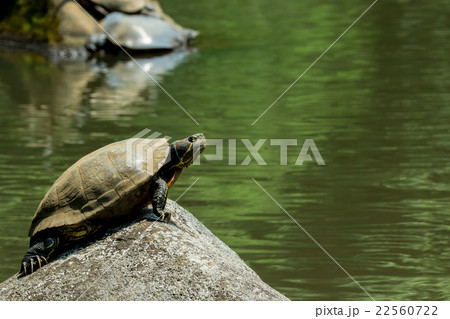 ミドリガメ　ミシシッピアカミミガメ 22560722