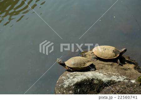 ミドリガメ　ミシシッピアカミミガメ　外来種　要注意外来生物 22560741