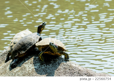 ミドリガメ ミシシッピアカミミガメ 外来種 要注意外来生物の写真素材