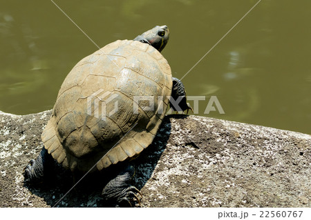 ミドリガメ ミシシッピアカミミガメ 外来種 要注意外来生物 ミドリガメ ミシシッピアカミミガメ 外来種 要注意外来生物 22560767