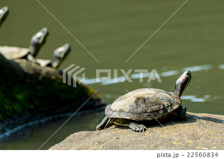 ミドリガメ ミシシッピアカミミガメ 外来種 要注意外来生物 ミドリガメ ミシシッピアカミミガメ 外来種 要注意外来生物 22560834