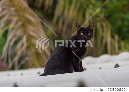 Black color cat 22560892