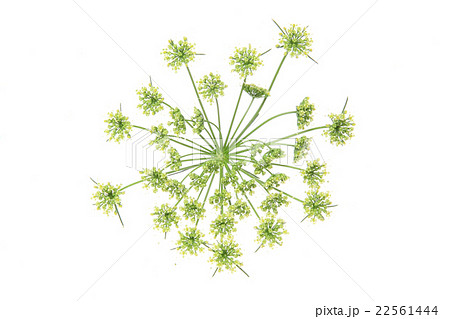 イタリアンパセリの花 イタリアンパセリの花 22561444