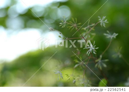 絶滅危惧植物 コゴメカラマツ 絶滅危惧II類(VU) 絶滅危惧植物 コゴメカラマツ 絶滅危惧II類(VU) 22562541