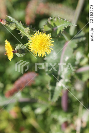 オニノゲシ０２ 22562578