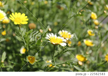 シュンギクの花 22562583