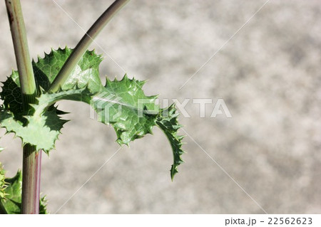 オニノゲシの葉０１ 22562623