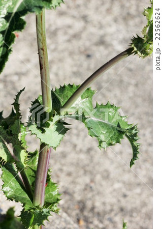 オニノゲシの葉０２ 22562624