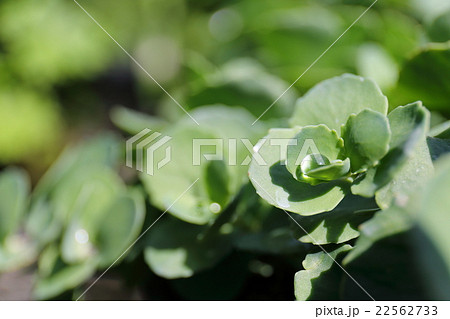 絶滅危惧植物　ツガルミセバヤ　絶滅危惧Ⅱ類（VU） 22562733