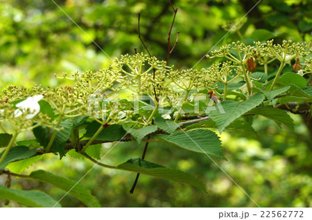 ヤブデマリ・花の後 ヤブデマリ・花の後 22562772