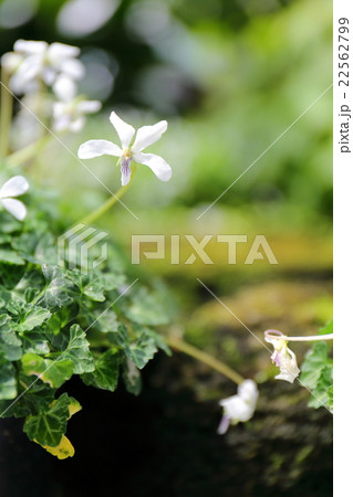 沖縄県・鹿児島県絶滅危惧植物 ヤクシマスミレ 沖縄県・鹿児島県絶滅危惧植物 ヤクシマスミレ 22562799