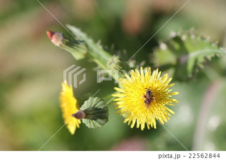キバナヒメハナバチとオニノゲシ01 キバナヒメハナバチとオニノゲシ01 22562844