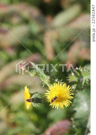 キバナヒメハナバチとオニノゲシ04 キバナヒメハナバチとオニノゲシ04 22562847