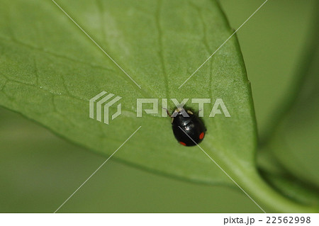生き物 昆虫 フタホシテントウ 大きさは二ミリちょっと 艶々の黒い背中の後ろのほうに赤点が二つの写真素材