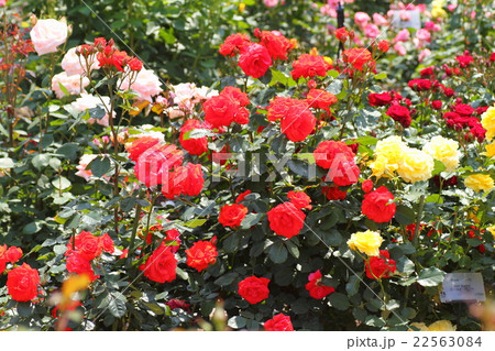 バラの花 22563084