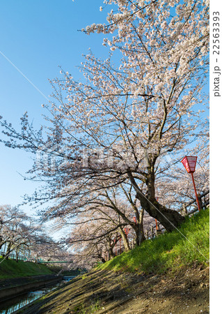高田千本桜 22563393