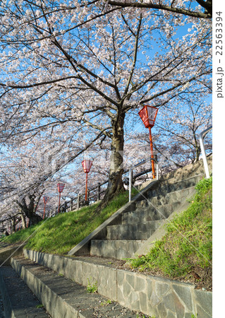 高田千本桜 22563394