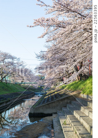 高田千本桜 22563395