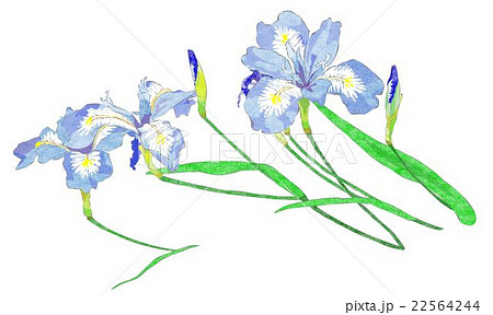 姫シャガ 姫シャガ 22564244