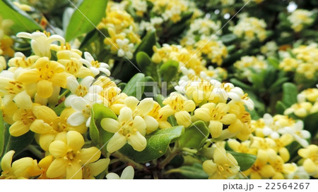 トベラの花 22564267