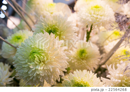 Fresh astras 22564268