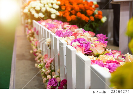 Roses behind the fence 22564274