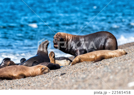Roar of Male sea lion seal on the beach 22565458