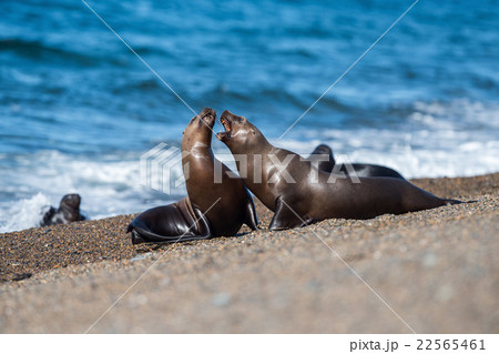 sea lion seal close up portrait look at you 22565461
