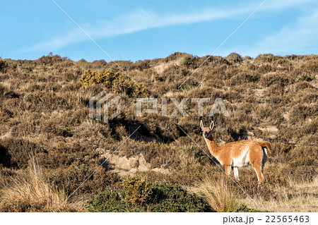 guanaco portrait in Argentina Patagonia close up 22565463