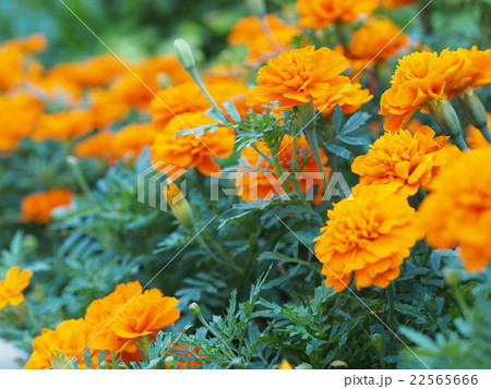 オレンジの花 22565666