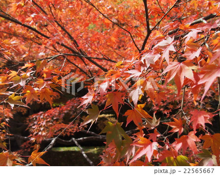 もみじ もみじ 22565667