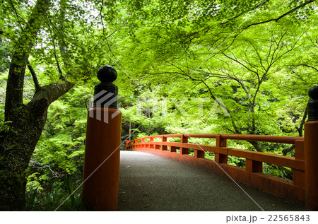 新緑の風景 22565843