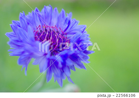 青い矢車菊の花（クローズアップ） 22566106